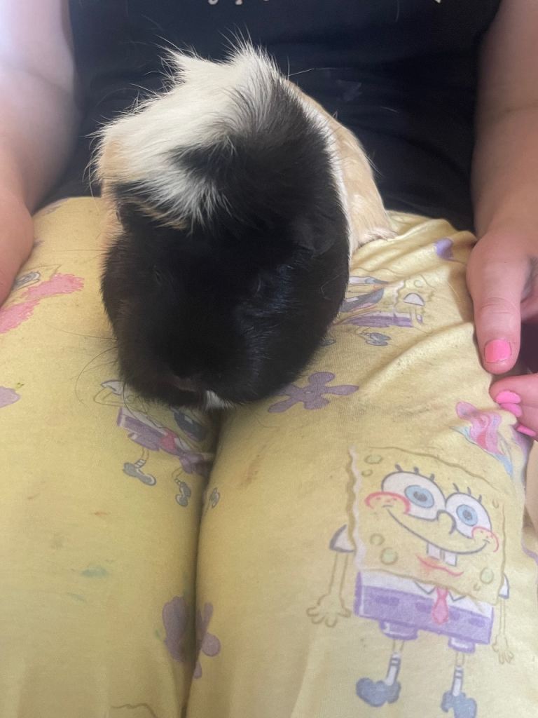 2 girl Guinea pigs 