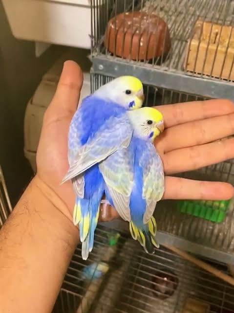 Baby budgies&cage&food