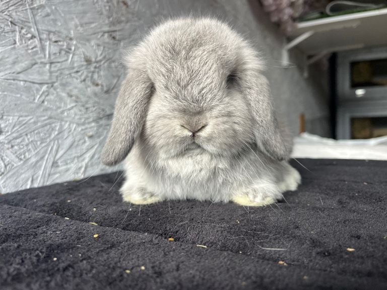 Pure mini lop 