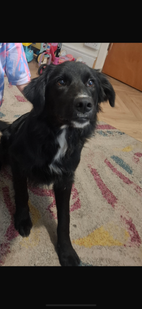 10 month old male collie/retriever