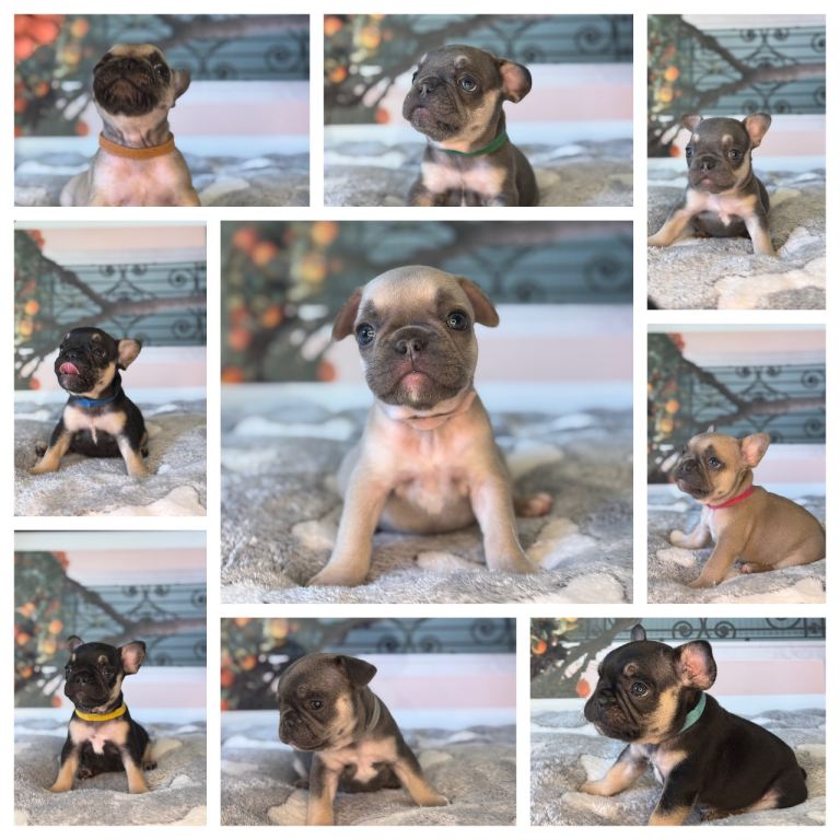 KC French Bulldog Puppies Lilac, Black Tan, Fawn