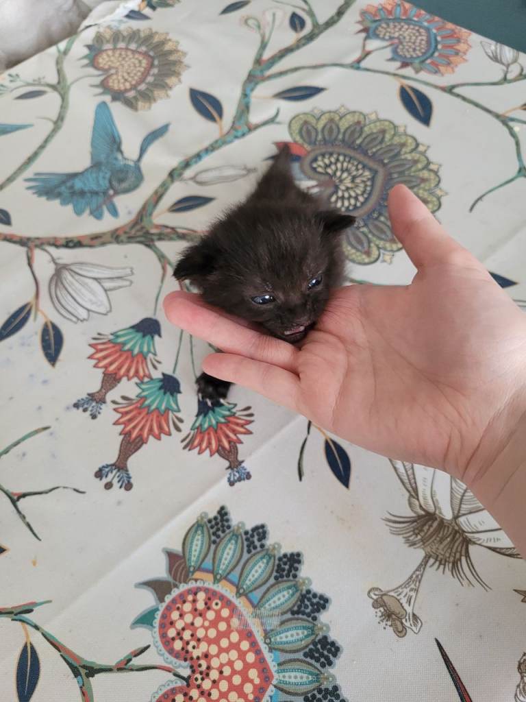 Black kittens 2 weeks old