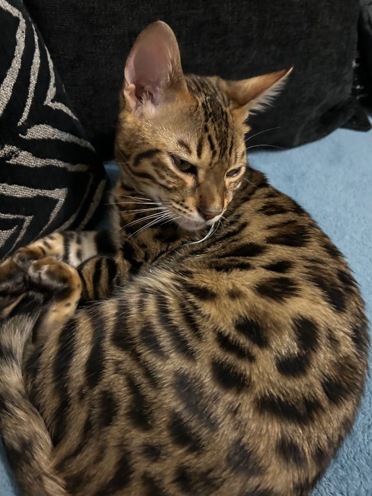 Bengal kitten 