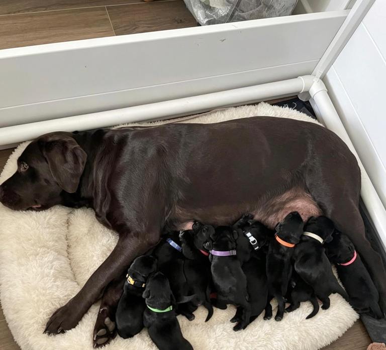 GORGEOUS BLACK LABRADOR RETRIEVER PUPPIES ~ KC REGISTERED 