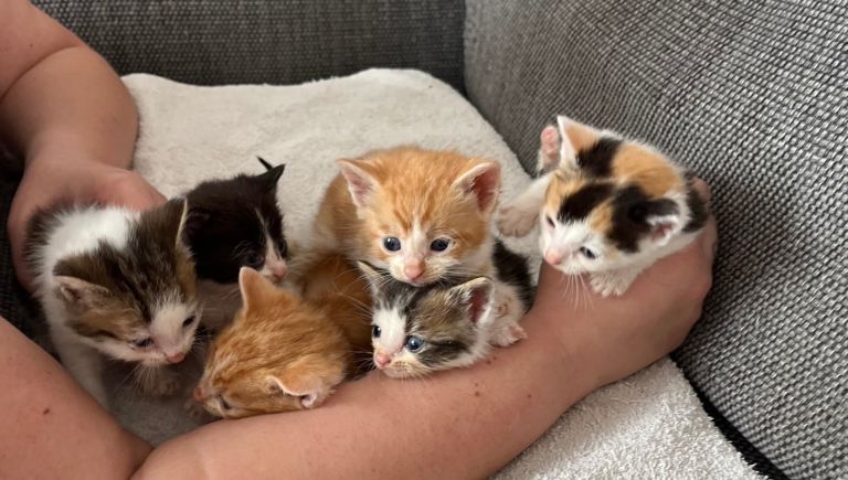 Kittens for sale READY 2nd MAY OTO but sensible offers please. 