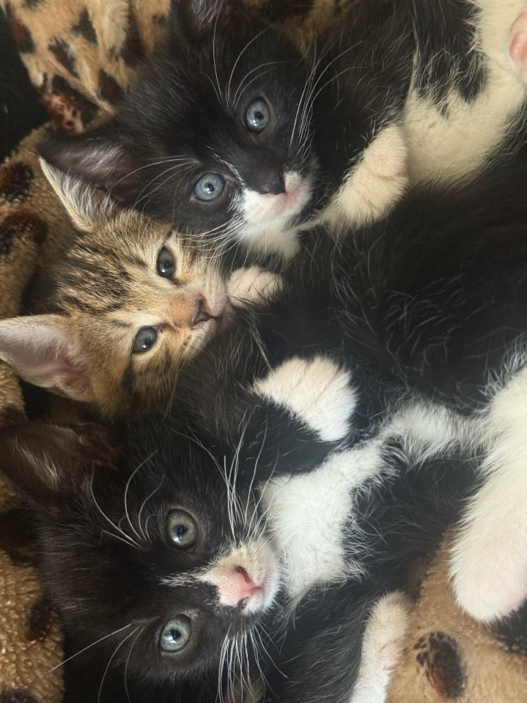 Adorable Mixed Kitten Litter in Greenford