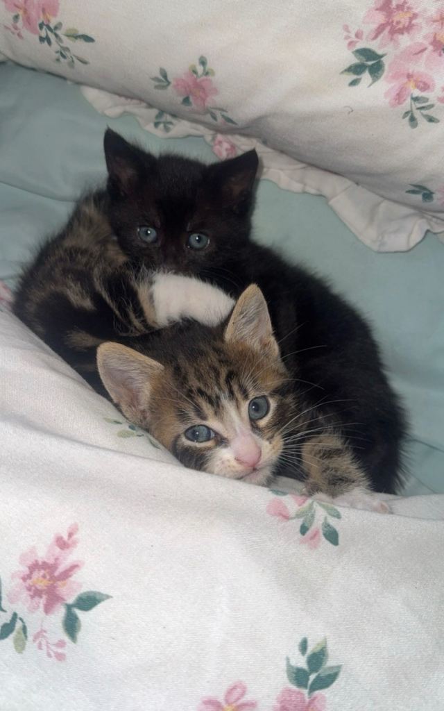 2 kittens for sale 