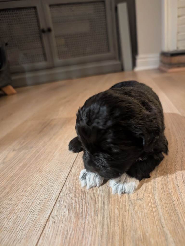 Shitzu mixed cavapoo puppies 