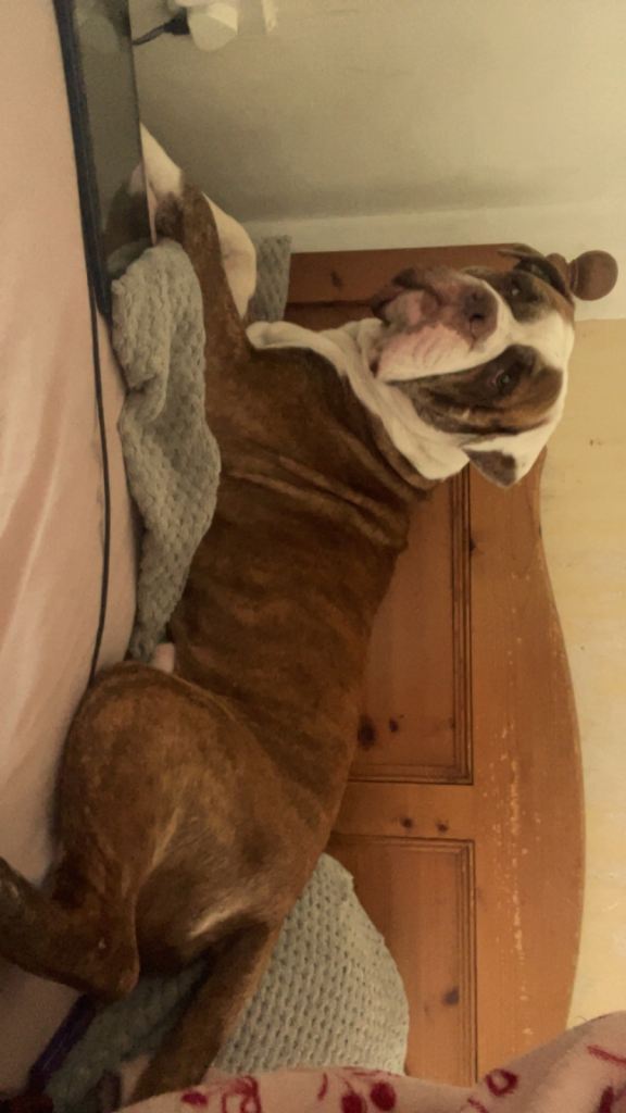 American bully x American bulldog