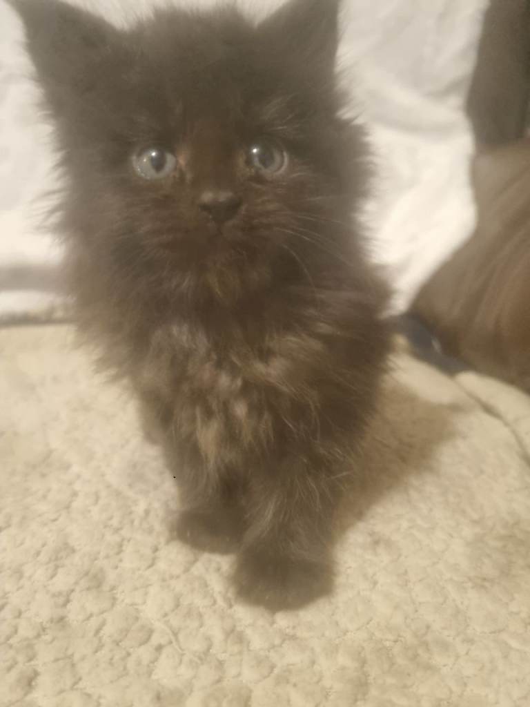 Beautuful maine coon kittens
