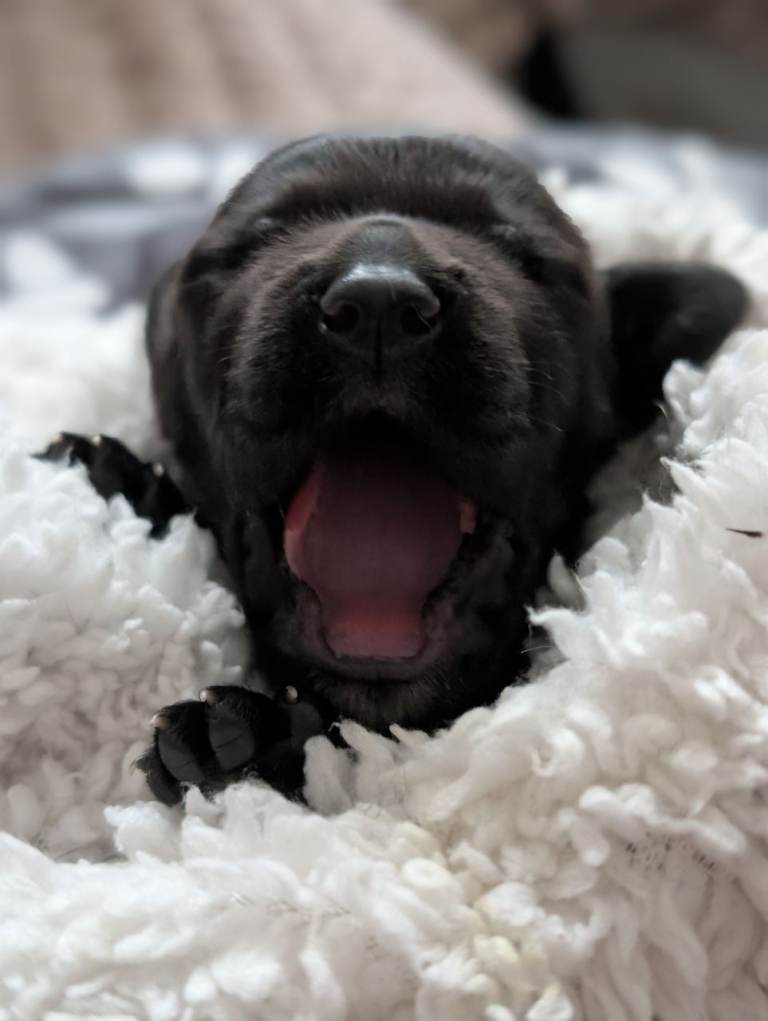 Sprocker puppies 2 boys 1 girl left available 