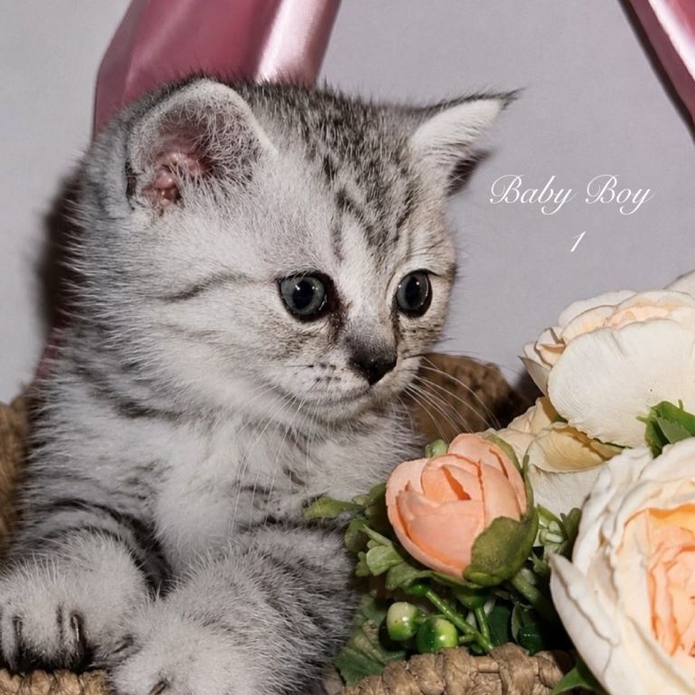 Gorgeous BSH Kittens Looking For Their Forever Homes🩵🐾