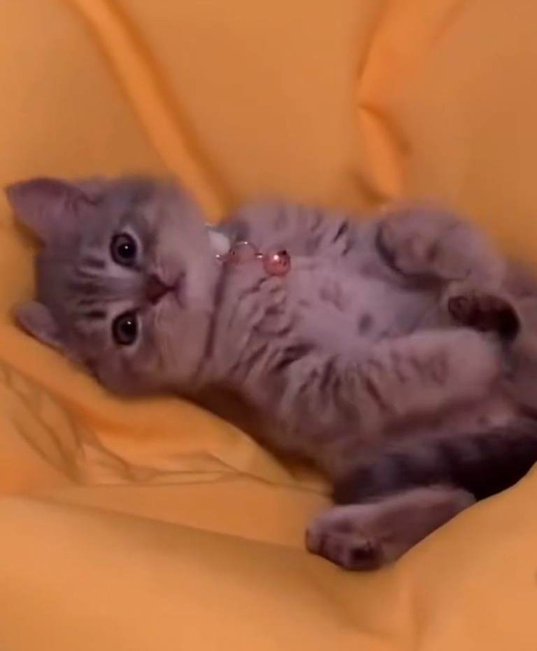 Gorgeous Kittens to go