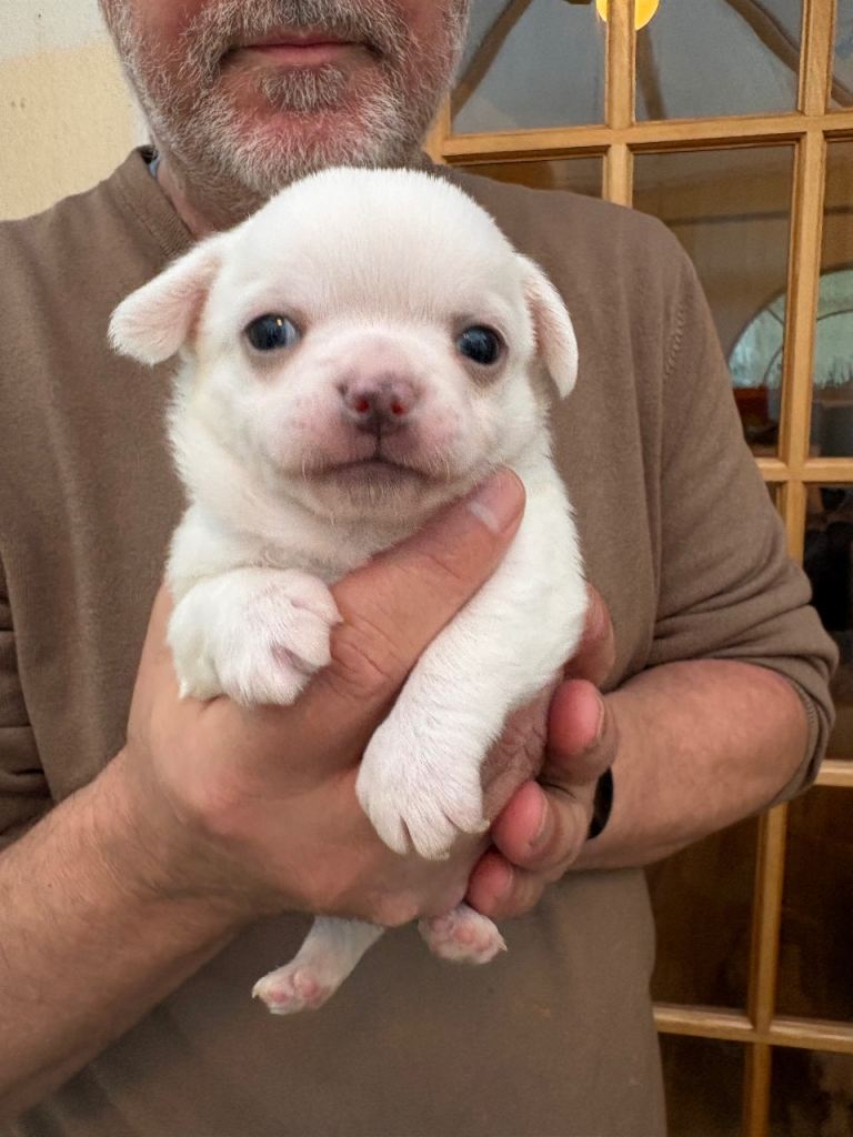 Chihuahua boy puppy for sale (harry)