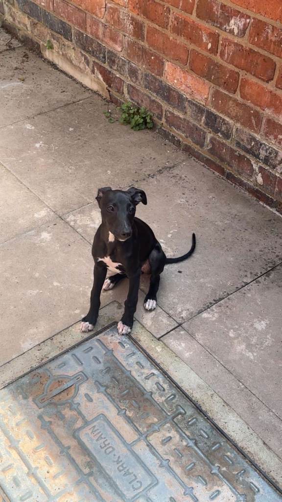 Whippet Puppy for Sale – Leo
