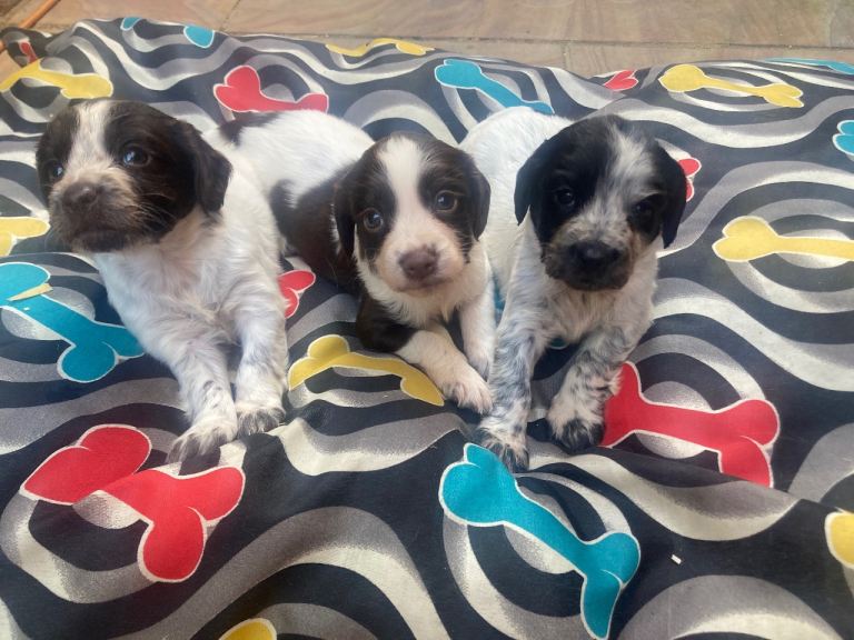 Cocker spaniel puppies 