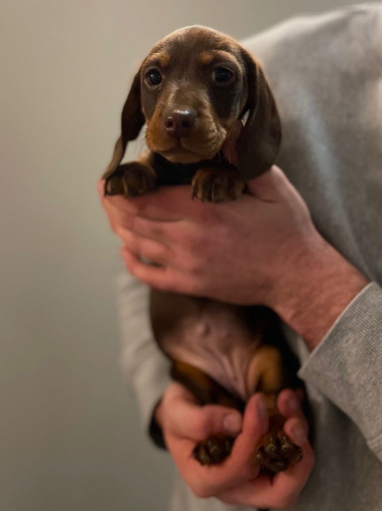 Miniature Dachshund 