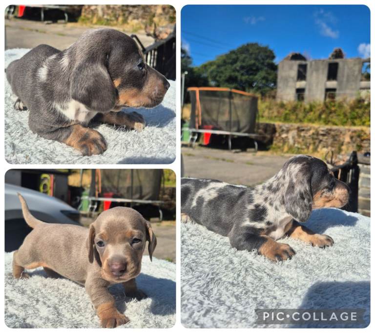 PRA CLEAR MINIATURE DACHSHUND PUPPIES