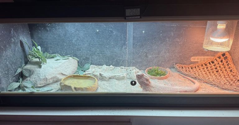 Bearded dragon and Viv 