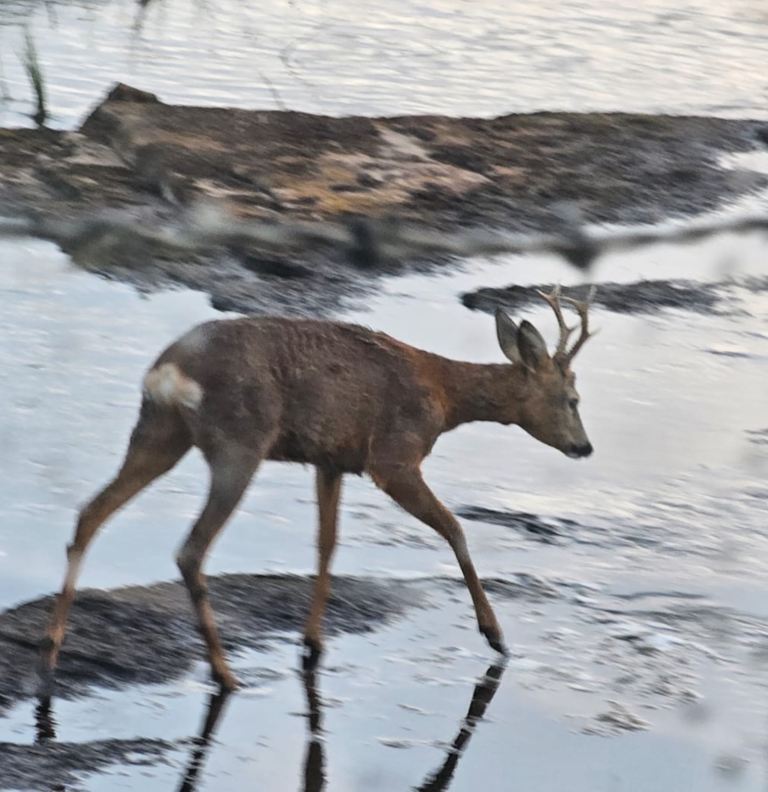 Two bedroom cottage in half acre on the Forss Riverbank. 2 bedroom. 