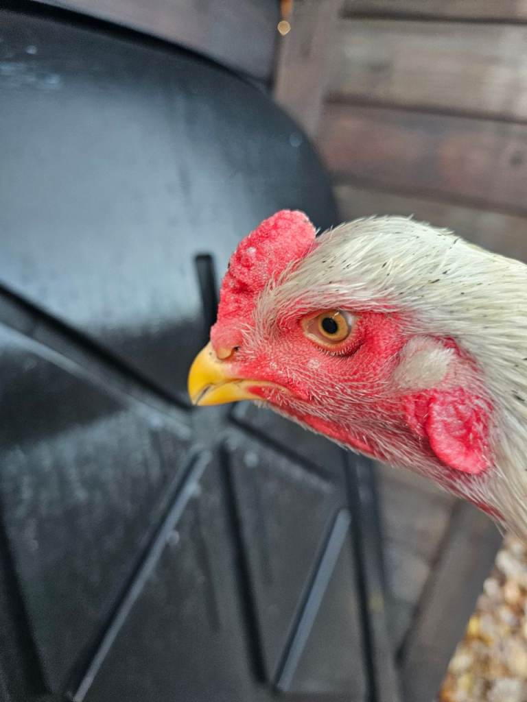 O shamo german 7 months 