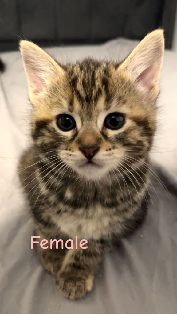 Kittens for sale *one male left*