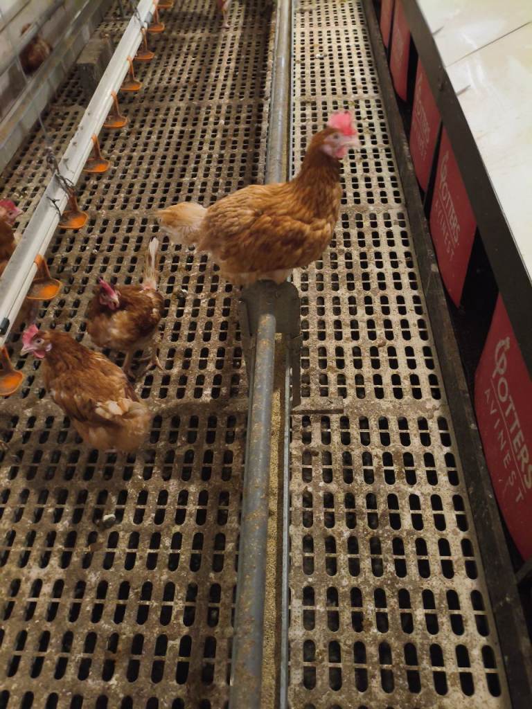 Laying Hens