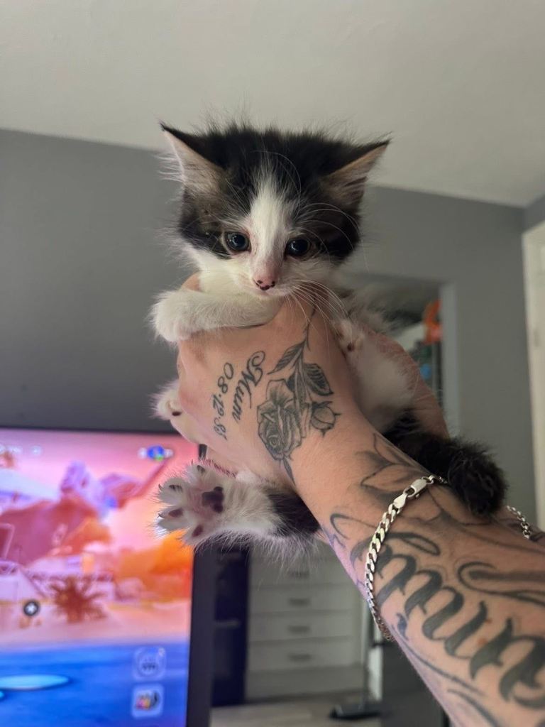     Beautiful Playful Kittens Looking For Forever Homes