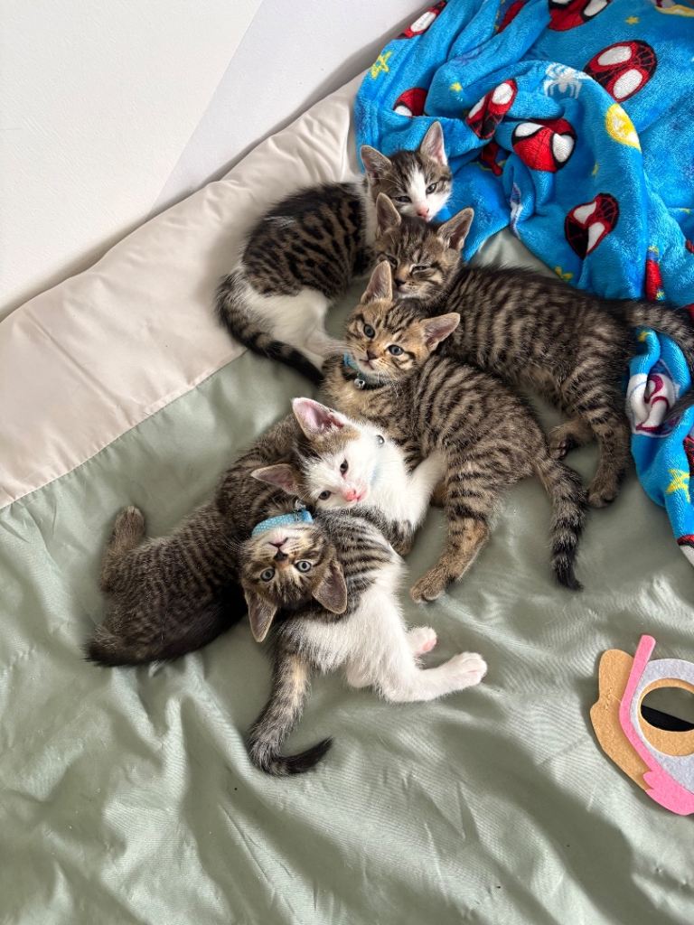 Bengal X kittens 