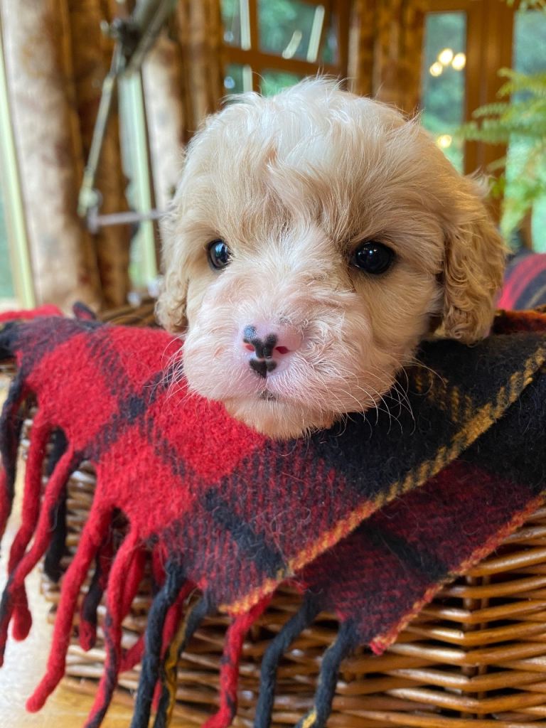 Branston + Pickle. Top Quality Cavapoo Babies, Looking For Mummy and Daddy. 