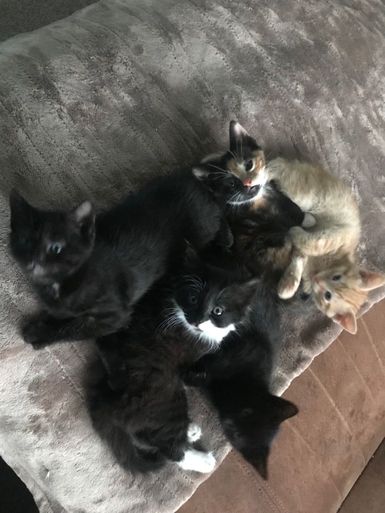 5 adorable kittens 