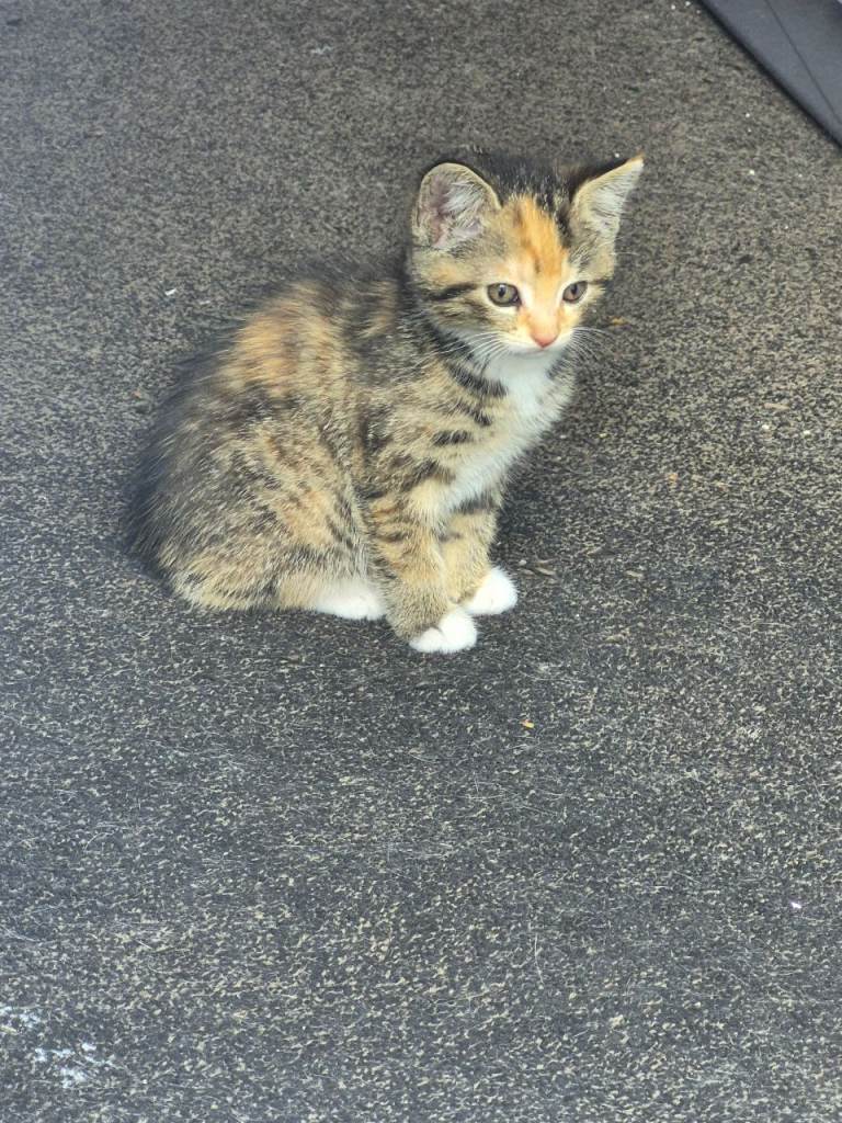 Cute kittens