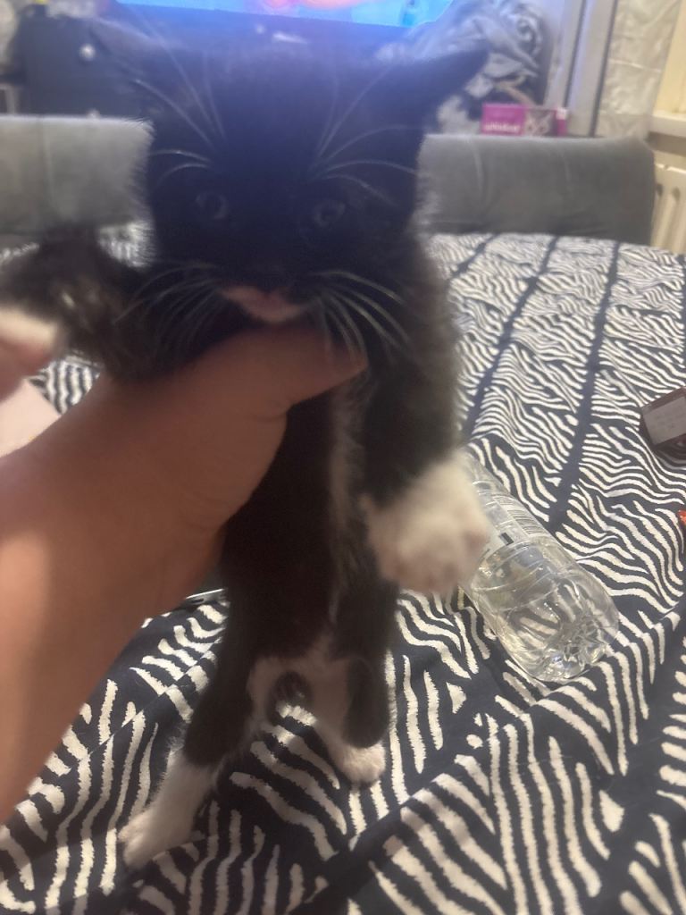 Tucketo cross bengal kitten last one (ready now)