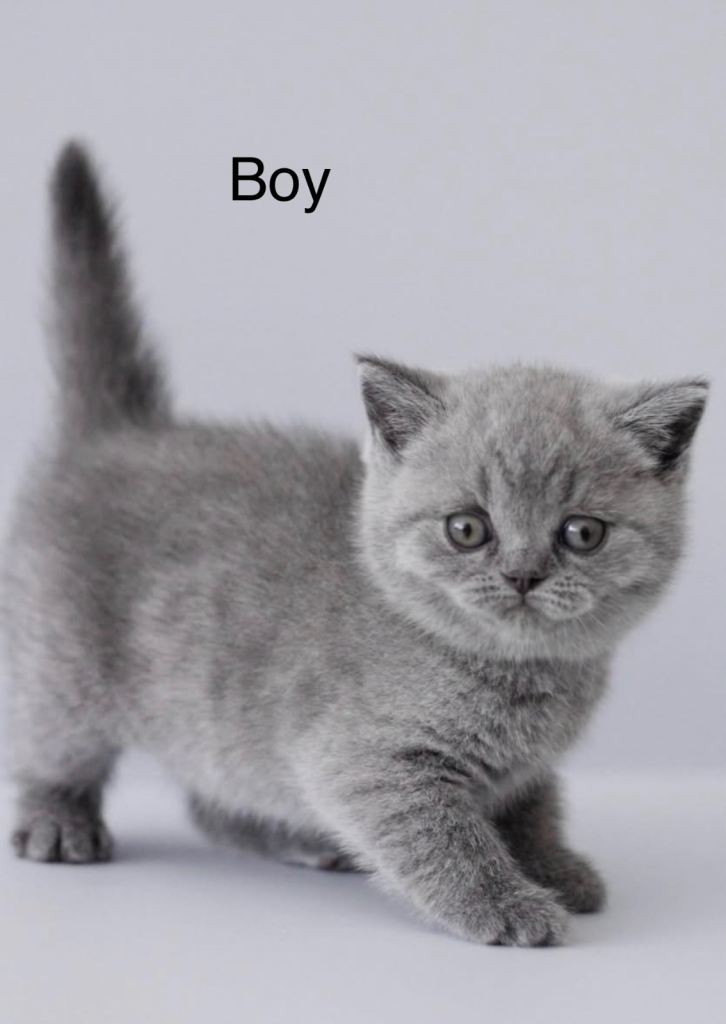 British shorthair Kittens 4 boys left 