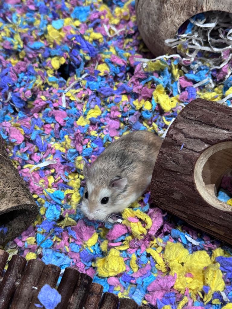 Hamster with full set up and 1 year supply  