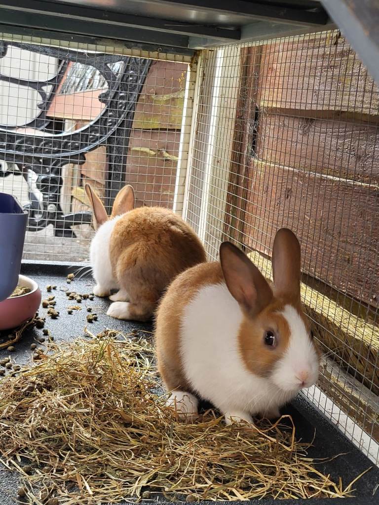 PURE DUTCH BUNNIES PAIR 13 WEEKS OLD COME WITH CAGE + FOOD ETC