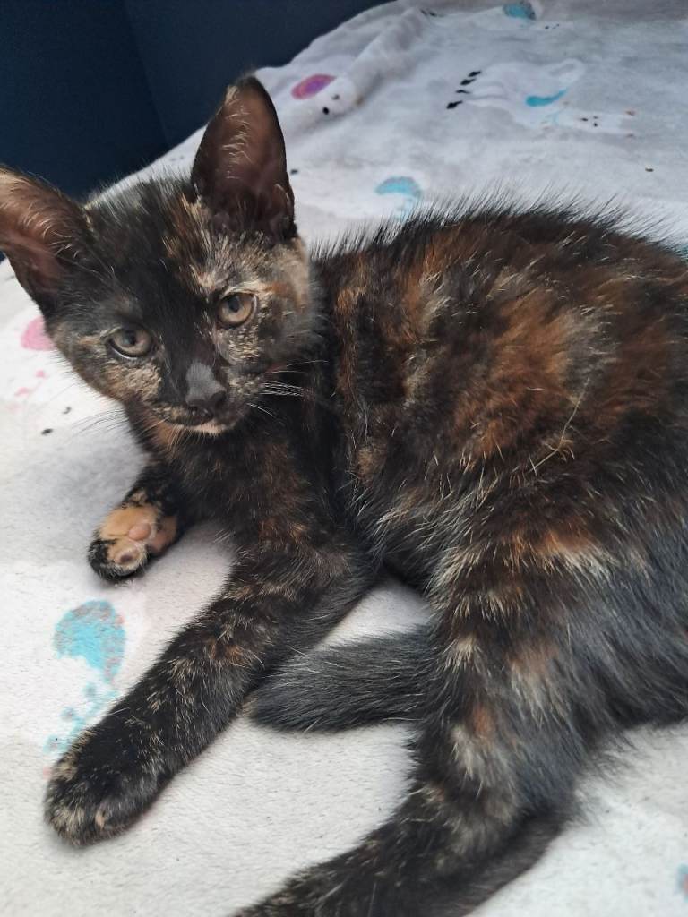 10 weeks old kitten girl