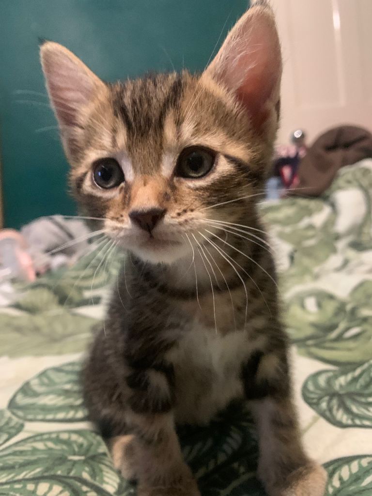 Bengal Cross Kittens