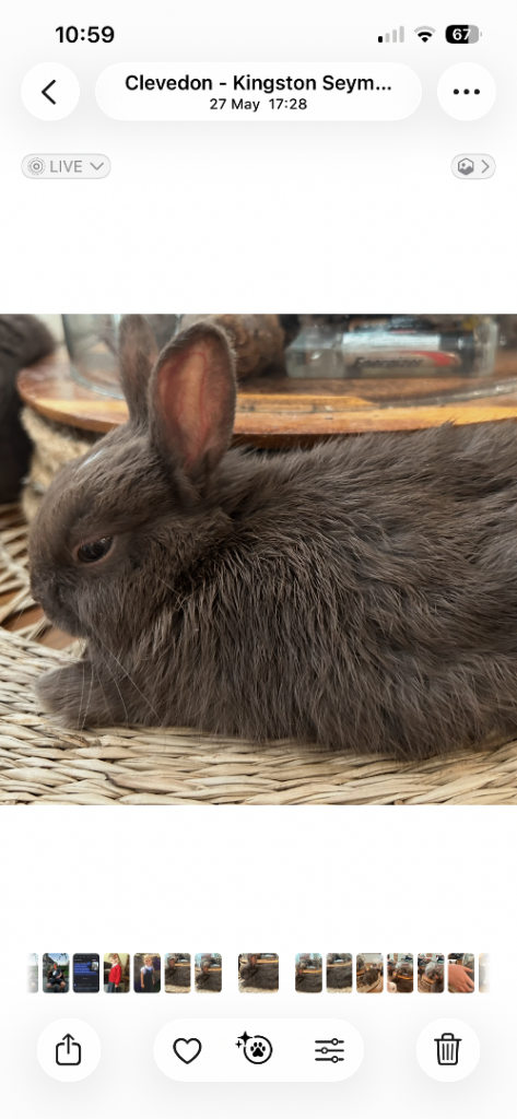 1x Female Netherland Dwarf Baby Rabbit