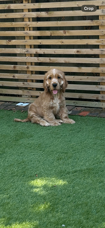 TRUE TO TYPE SHOW COCKER SPANIEL PUPPY 🐶 