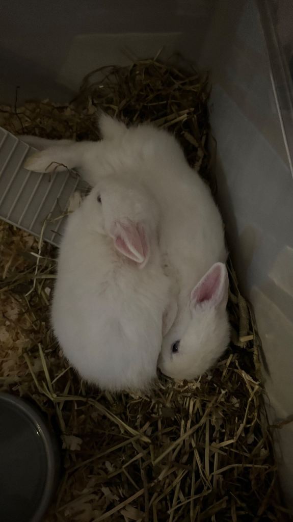 Beautiful Dwarf Bunnies