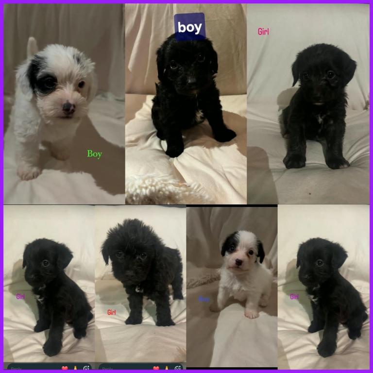 JACKAPOO PUPPYS