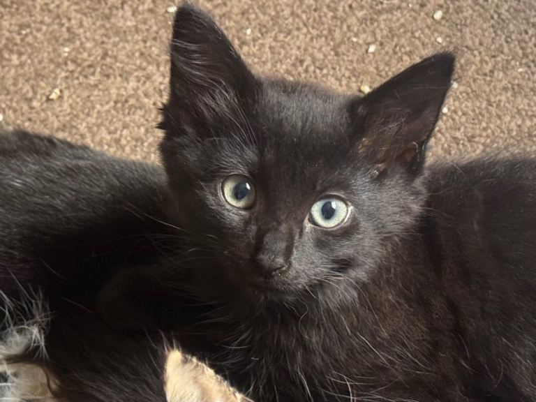 Unique kittens ready now