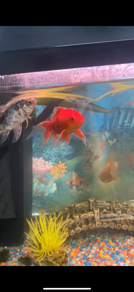 6 beautiful goldfish’s for sale 