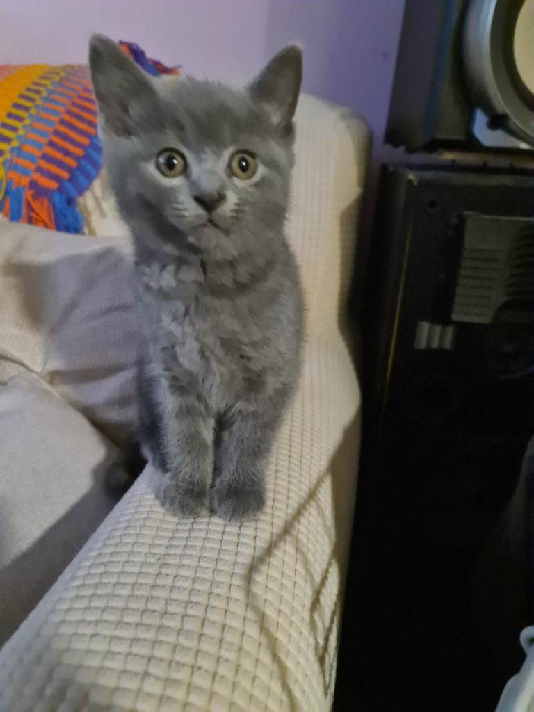 Shorthair blue kittens