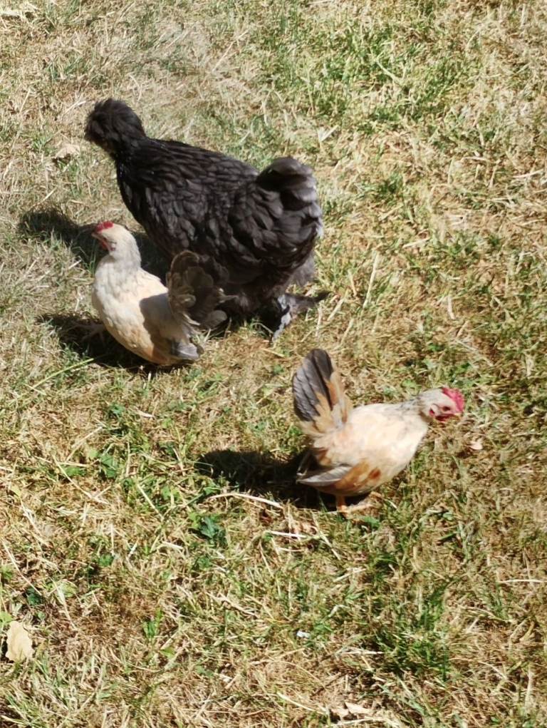 Satin Silkie Mum with her 2 serama chicks
