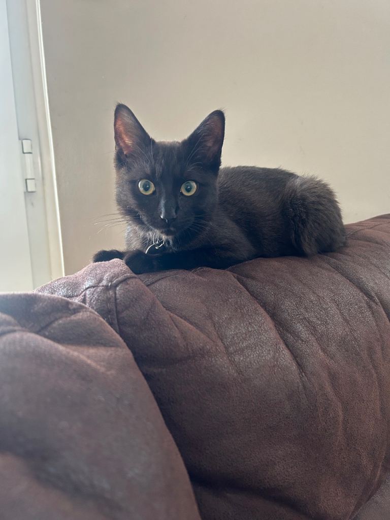 Ragdoll/tabby cross kitten 