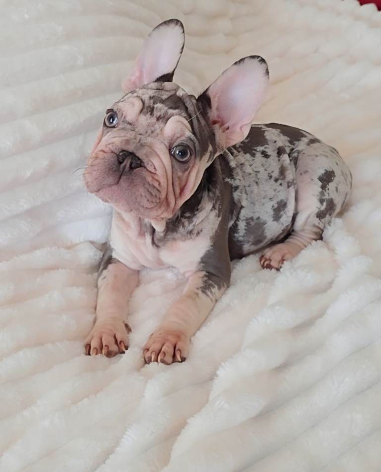 💯 Only 3 Velvet Coat French Bulldog Pups left 💯