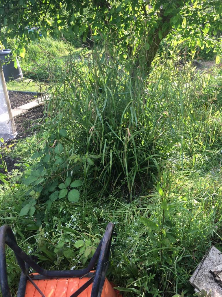 Free Ornamental Grass / Sedge plant