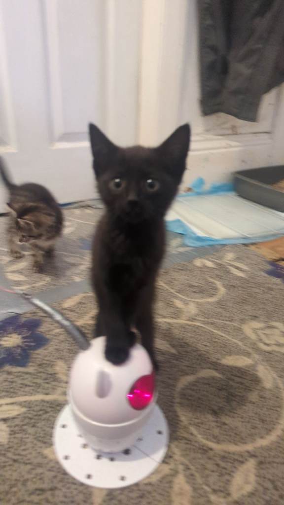 SOLD - 4 Beautiful Kittens Nearly Ready To Go - SOLD